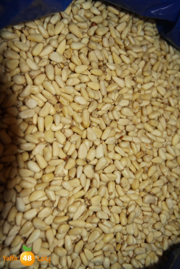 zhra2 tamer 705 (16).JPG